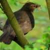 Amsel