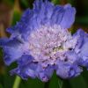 Scabiose