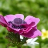 Anemone