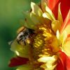Dahlie mit Hummel