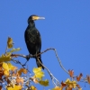 Kormoran