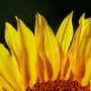 Sonnenblume