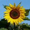 Sonnenblume