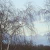 Birken im Sturm