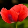 Mohn