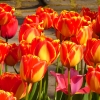 Tulpen