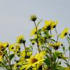 Helianthus tuberosus