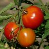 Tomaten