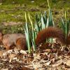 Eichhörnchen