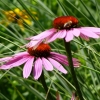 Echinacea