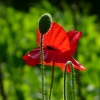Mohn
