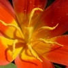 Tulpe
