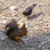 Eichhörnchen und Amsel