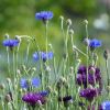 Kornblumen