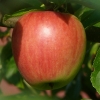 Apfel