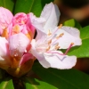 Rhododendron