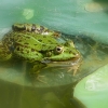 Frosch