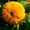 Sonnenblume teddy bear