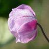 Anemone