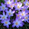 Krokusse