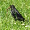 Amsel mit Regenwurm