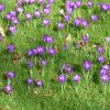 Krokusse