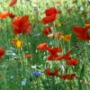 Mohn