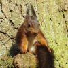 Eichhörnchen auf einem Baumstumpf