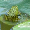 Frosch