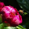Pfingstrose mit Biene