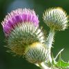 Samen schottische Distel