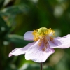 Anemone