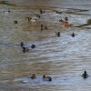 Enten im Teich