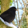 Amsel