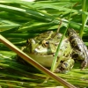Frosch