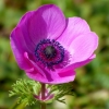 Anemone
