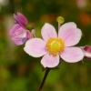 Anemone