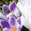Krokusse mit Biene