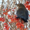 Amsel
