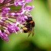 Hummel
