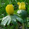 Winterlinge