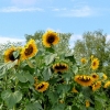 Sonnenblumen