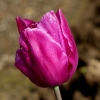 Tulpe