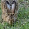 Hase