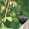 Amsel