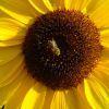 Sonnenblume