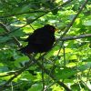 Amsel im Wald