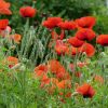 Mohn