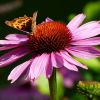 Echinacea mit C-Falter