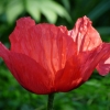 Mohn